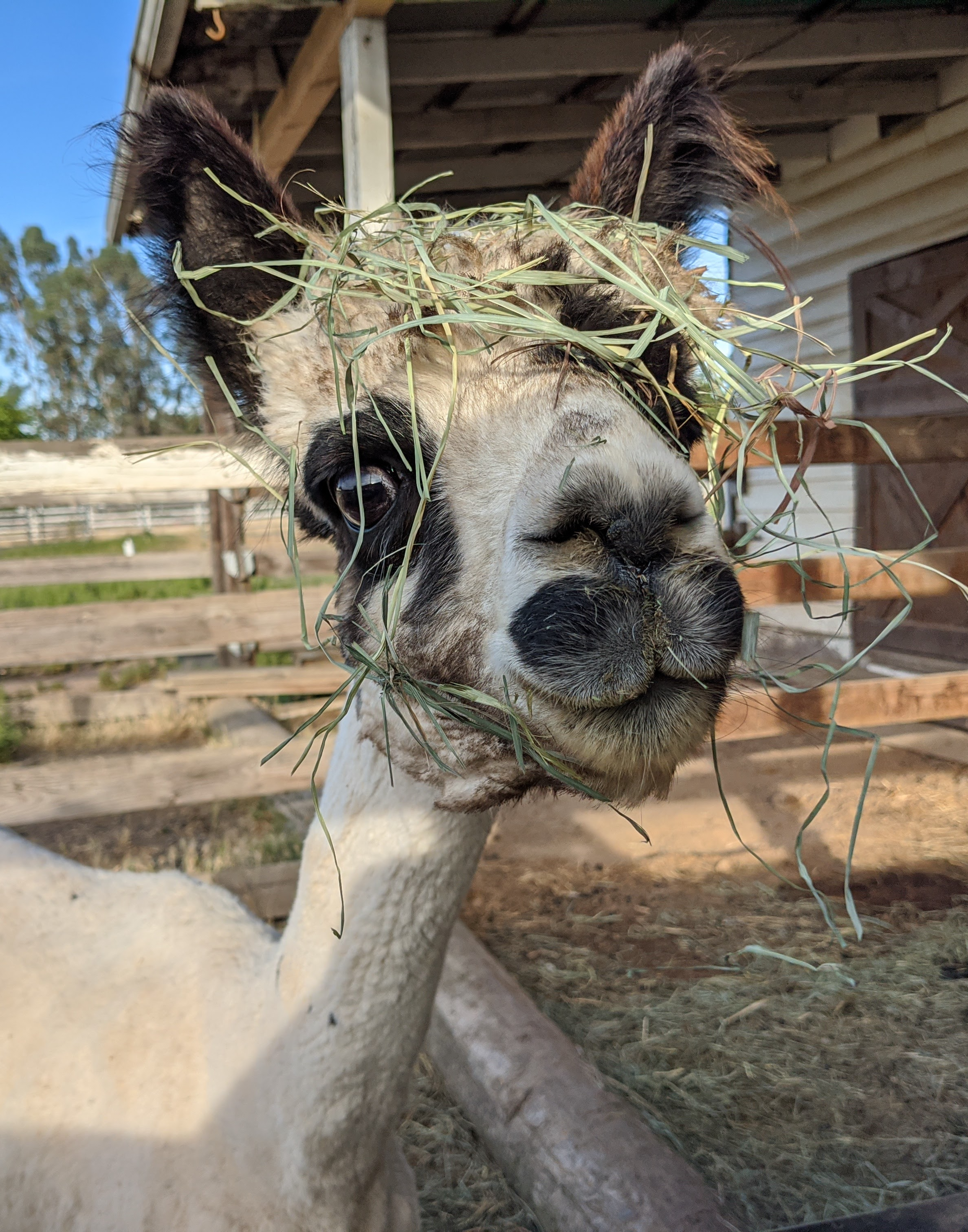 Painted Lady, a white alpaca with black patches, looking at the camera with long pieces of grass mixed into the hair on her head