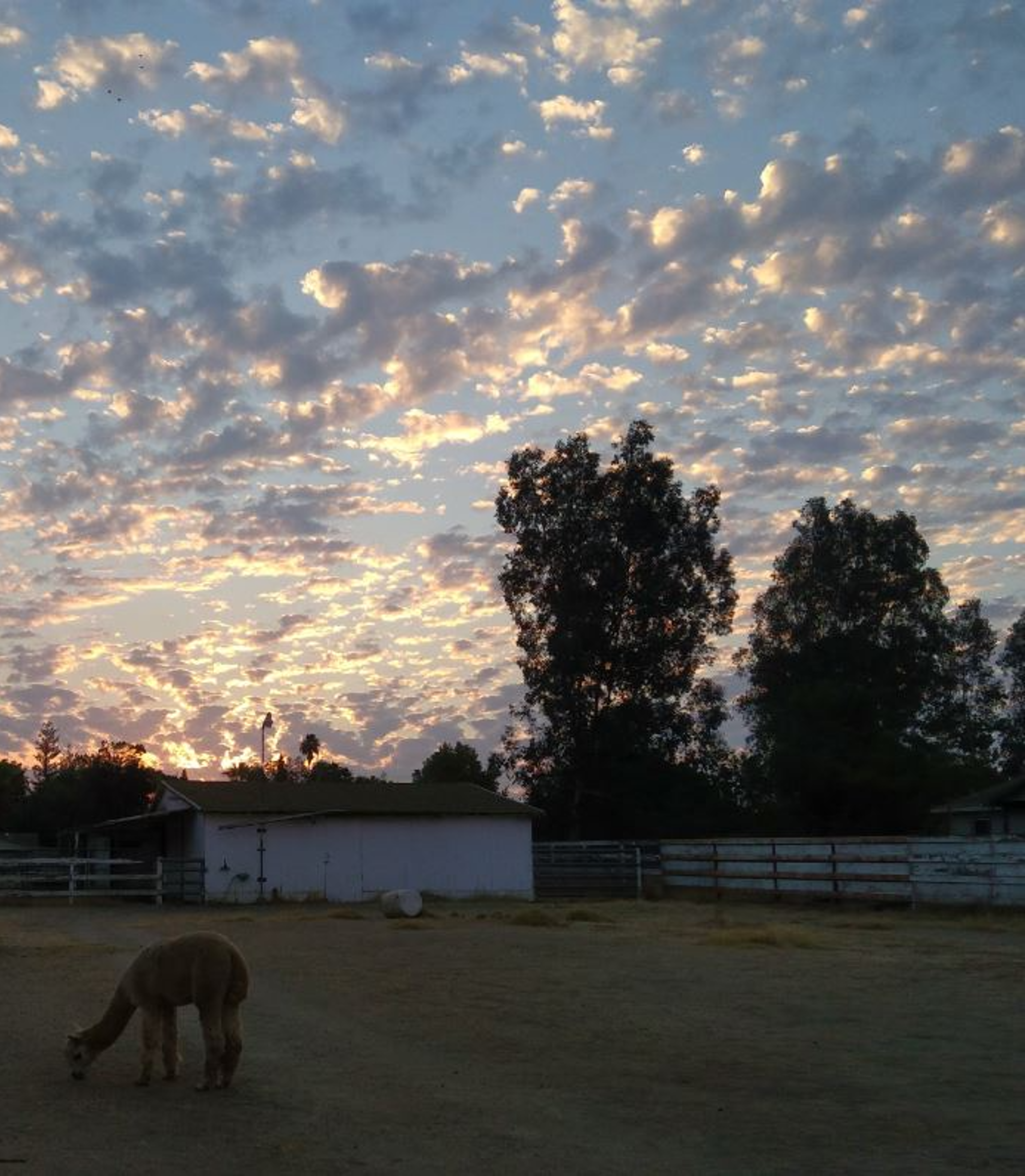 A view of a field with a barn in the distance and a sky full of small fluffy clouds and colors ranging from yellow to orange to blue