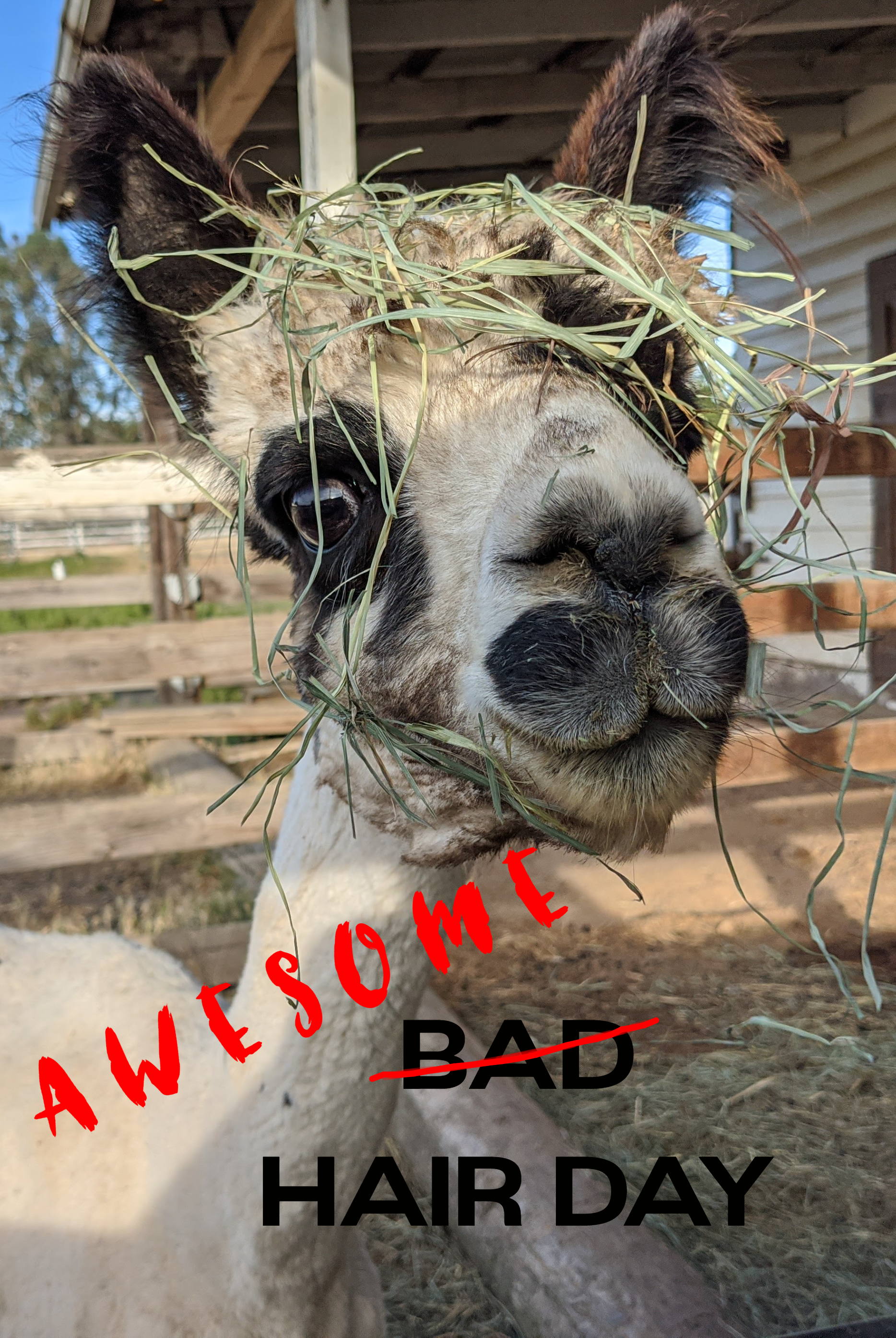 Picture of a white alpaca with black patches and long strands of grass mixed into the fur on the top of her head. Text reads BAD HAIR DAY with the word BAD crossed out and AWESOME scrawled above it.