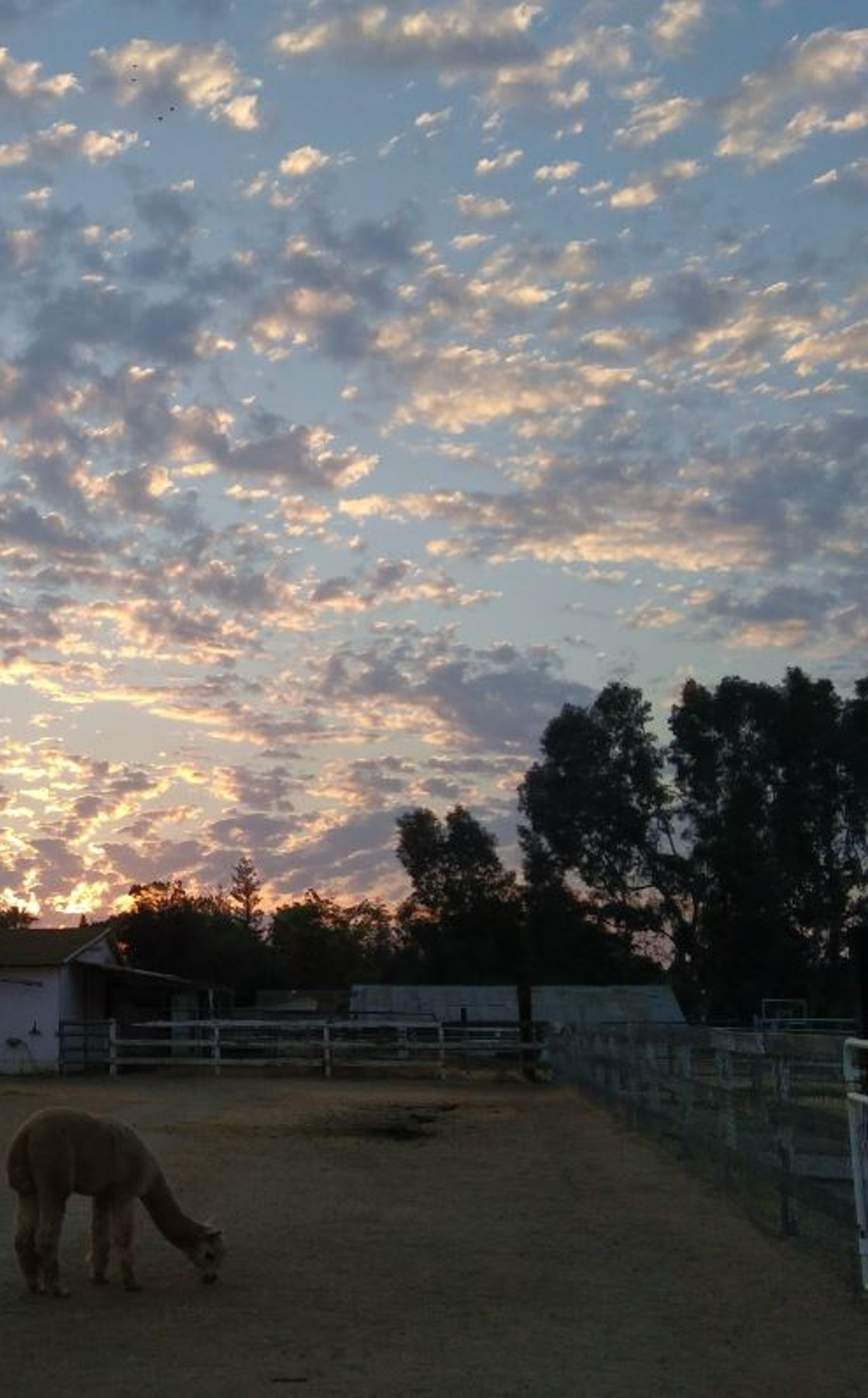 Picture of a sunrise with a beige alpaca standing in the foreground